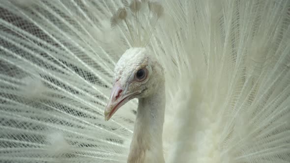 White peafowl is look at a direction. alt
