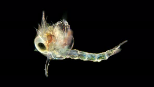 The Crab Larva Under the Microscope, Called Zoea, Lives As a Part of Plankton alt