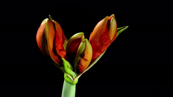 Red Flower Amaryllis Blooming alt