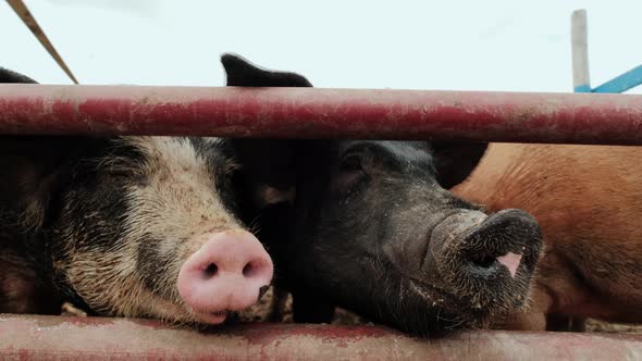 Close Up Footage of Pig Farm Many Pigs Near the Fence in Farm alt