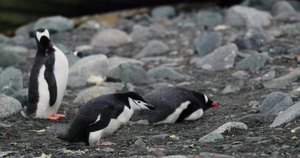 SLO MO MS Gentoo (Pygoscelis papua) and Chinstrap (Pygoscelis antarcticus) penguins on rocks at Half
