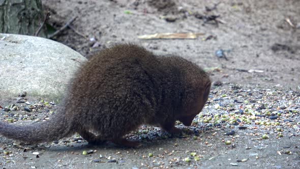 Common dwarf mongoose (Helogale parvula) small African carnivore