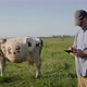 Farmer Uses Tablet Stands on Pasture Where Cow Grazes - VideoHive Item for Sale