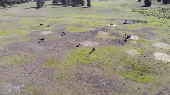 Aerial View of a Horses