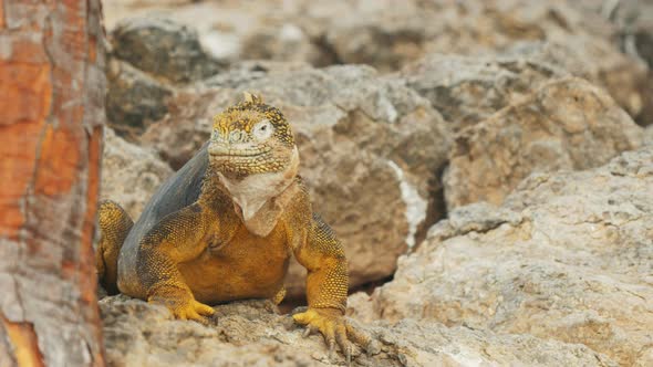 close up of a yellow colored iguana looking around in the galapagos alt