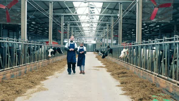 Two Livestock Farmers are Talking While Walking Through the Farm alt