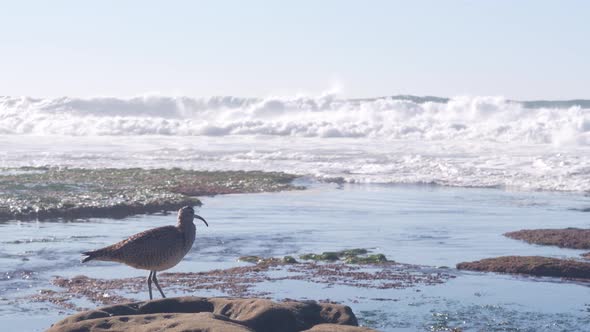 Whimbrel Bird in Tide Pool Wild Curlew Shorebird in Tidepool California Coast alt