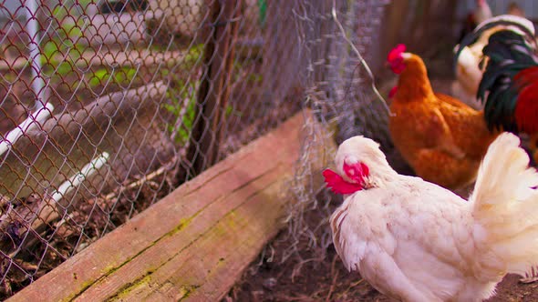 Close Up of Chicken Walking Near Fence in Paddock Outdoor alt
