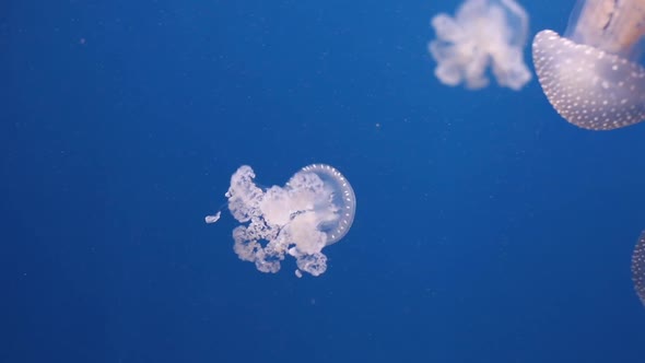 Jellyfish swimming in an aquarium