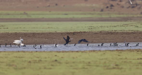 Train of Birds mixed together hunting Spoonbills Egrets Cormorantse along the water hunting alt