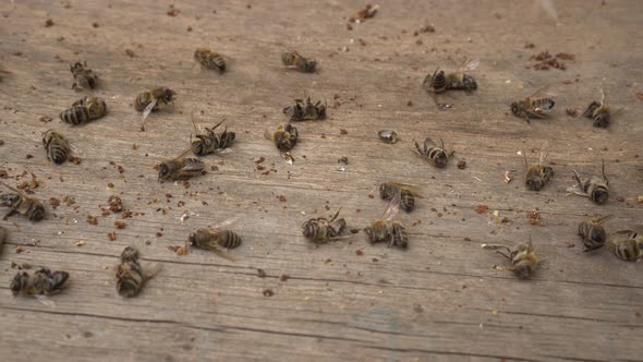 Bee mortality. A lot of dead worker honey bees close up. Pesticide poisoning, Bacterial diseases alt