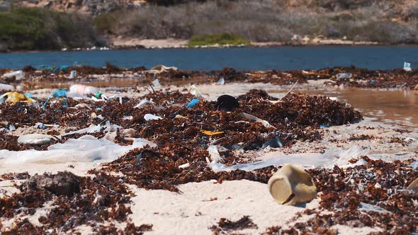 Beach covered in sargassum seaweed with plastic and microplastic, Caribbean alt