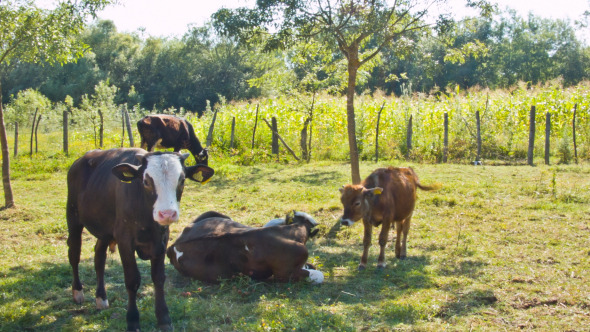 Group Of Cows