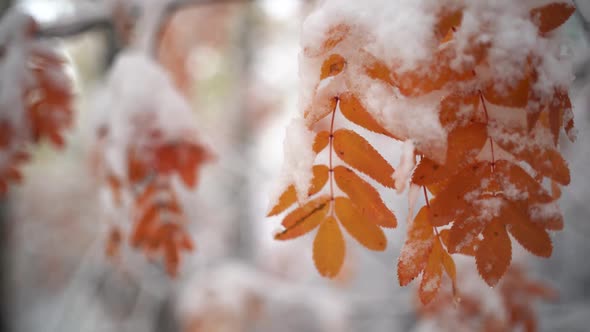 Yellow Autumn Leaves are Covered with Fluffy First Snow