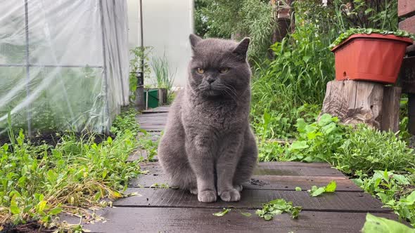 Big British Cat Sits and Looks Around