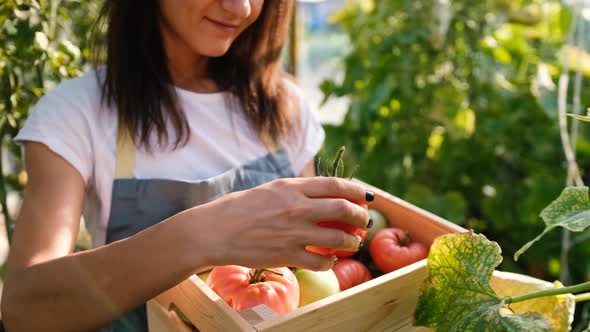 A Farmer Woman Holds in Her Hands a Box with Fresh Vegetables in a Greenhouse Takes with Her Hand alt