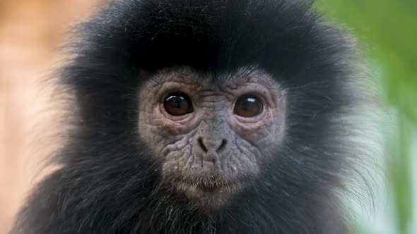Cute Adorable Wrinkled Black Furred Face of Javan Surili Monkey Looks at Camera alt