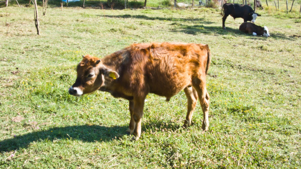 Calf