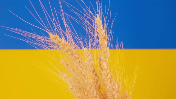 Grain on the Background of the Ukrainian Flag