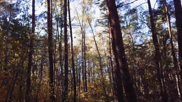 Panning Slowly Through a Pine Forest. Autumn Scenery. 4K shot. Sideways Dolly Shot.