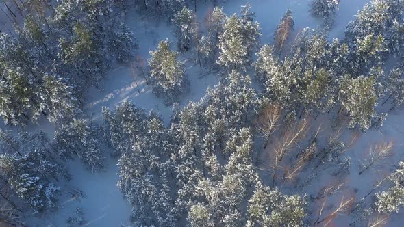 Aerial above flight view of snowy winter forest on a sunny day