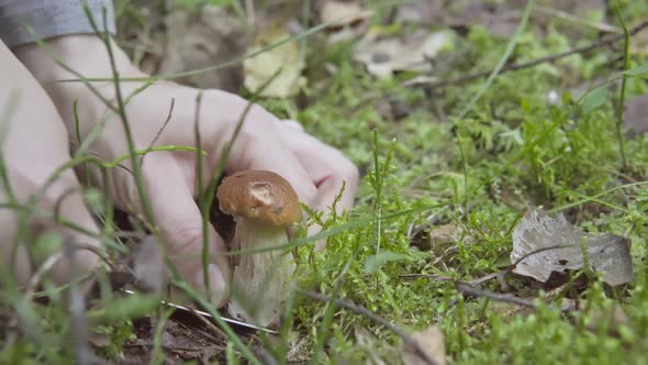 Picking Mushrooms in the Autumn Forest