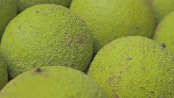Lot of Eastern black walnut fruit in green raw shell slow panning 4K 2160p UltraHD footage - Slow pa alt