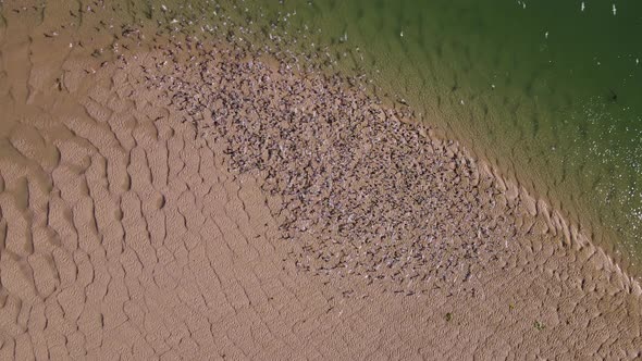 Flock of terns on wetland sandbank with nice patterns; overhead drone alt