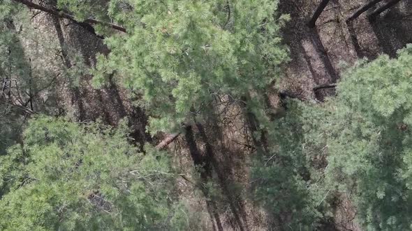 Vertical Video of Green Pine Forest By Day Aerial View alt