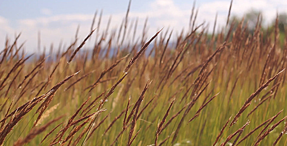 Grass on the Wind