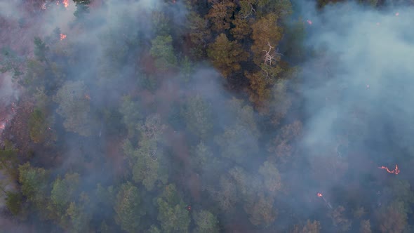 Big Forest Fire Fighting alt