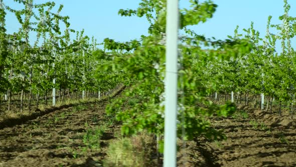Young Green Tree Rows Dividing Boundless Local Orchard Farm