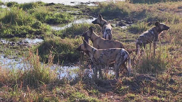 Pack of African Wild Dogs pause while drinking to scan surroundings alt