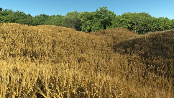 Mature Golden Wheat Field
