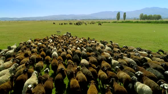 Walking Flock of Sheeps in Meadow