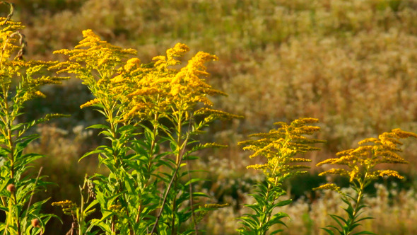 Small Yellow Flower Bush At Summer Sunset