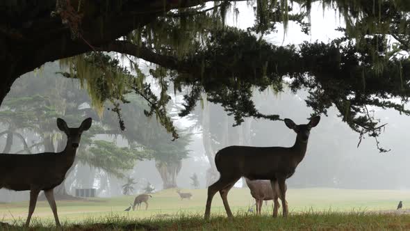 Wild Young Fawn Deer Family Grazing Cypress Tree in Foggy Forest