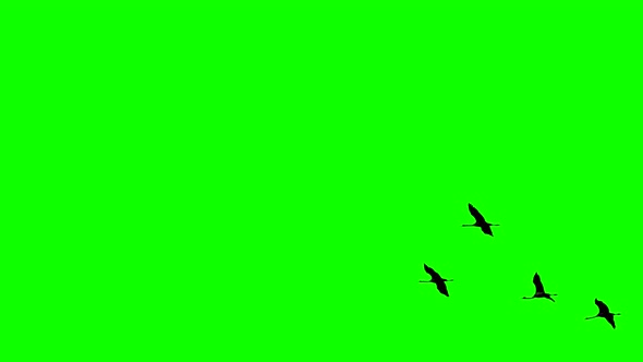 Cranes Flying in Super Slow Motion Against Green