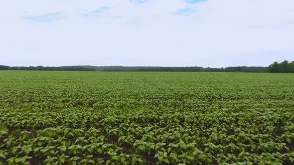 Aerial Movement Over Even Young Rows of Sunflowers alt