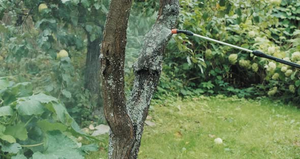 Treatment of Garden Trees with Pesticides and Insecticides