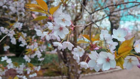 Close-up of a cherry blossom branch in the park