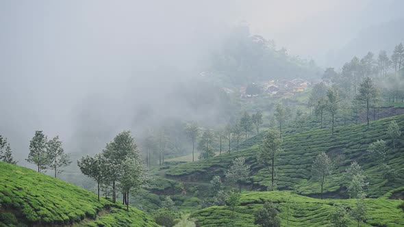 Fog moving through tea plantations, Munnar, Kerala, India, on a moody ...