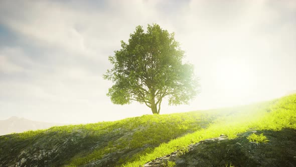Green Tree on a Hill on a Sunny Day in Summer alt