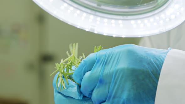 Quality control inspection of rosemary plant leaves under a magnifying glass alt