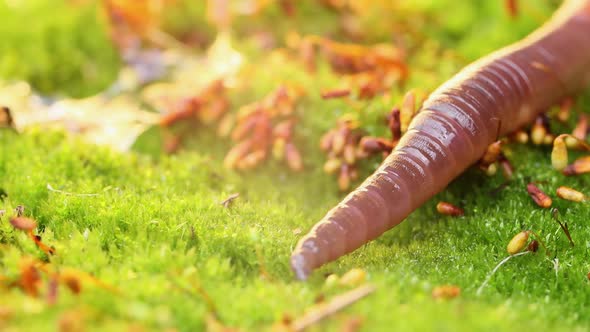 An Earthworm Is a Terrestrial Invertebrate That Belongs To the Class Clitellata alt