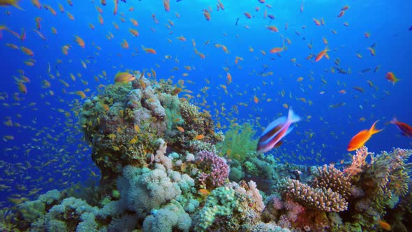 Colorful Tropical Coral Reefs alt