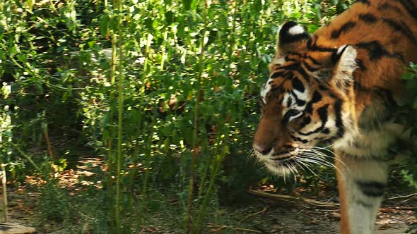 A wild tiger makes his way through the jungle. Wildlife footage.