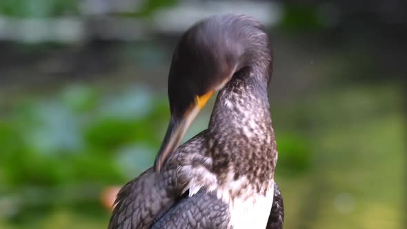 Great Cormorant (Phalacrocorax carbo) cleans its feathers