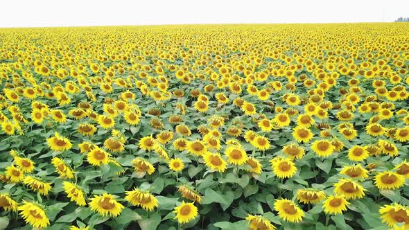Amazing view of sunflowers swaying on the wind in a field in summer. alt