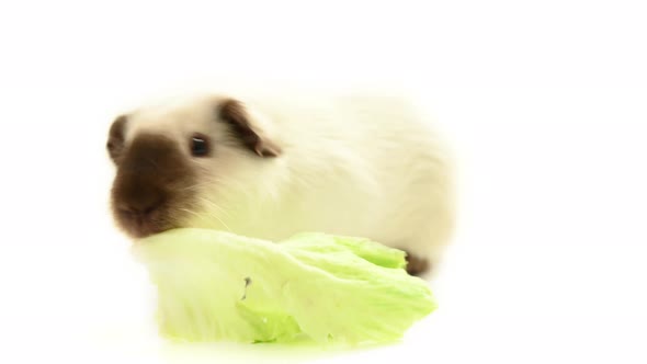 Adorable guinea pig eating leaf of green salad